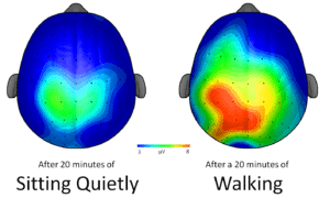 Brain Scan Photos Sitting Vs. Walking